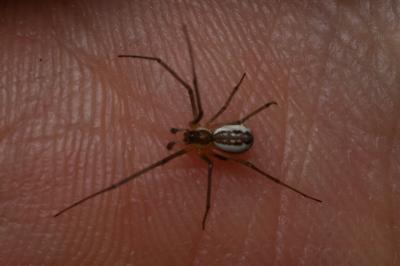 <i>Neriene radiata</i>