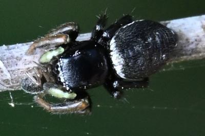 <i>Heliophanus</i>