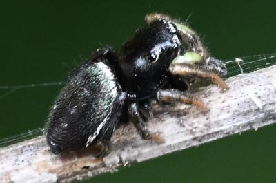 <i>Heliophanus</i>