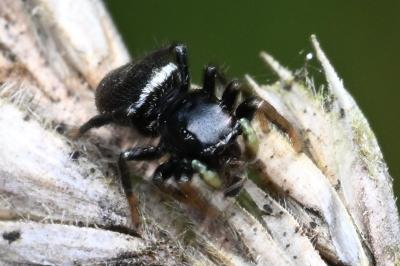 <i>Heliophanus</i>