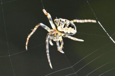 <i>Zilla diodia</i>