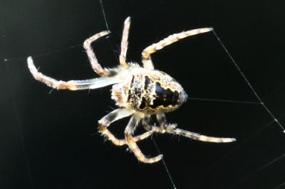 <i>Zilla diodia</i>