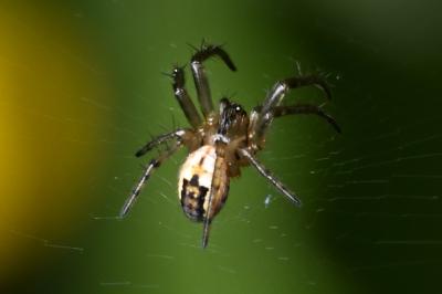 <i>Mangora acalypha</i>