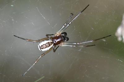 <i>Frontinellina frutetorum</i>
