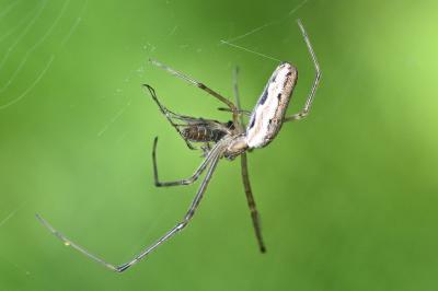 <i>Tetragnatha</i>