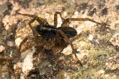 <i>Pardosa</i>