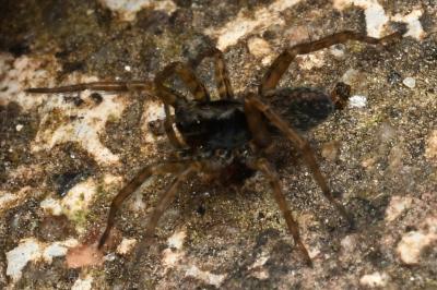 <i>Pardosa</i>