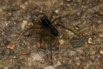 <i>Pardosa</i>