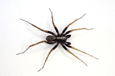 <i>Pardosa saltans</i>
