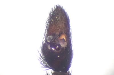 <i>Pardosa saltans</i>
