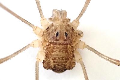 <i>Rilaena triangularis</i>