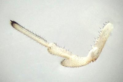<i>Rilaena triangularis</i>
