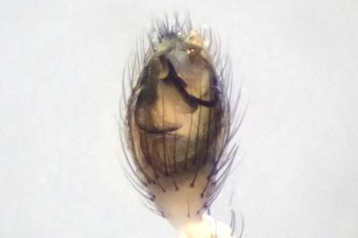 <i>Enoplognatha thoracica</i>
