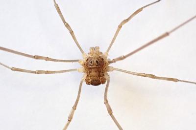 <i>Rilaena triangularis</i>