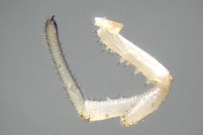 <i>Rilaena triangularis</i>