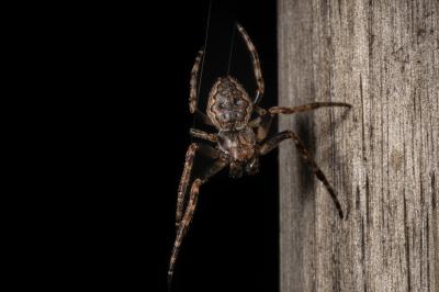 <i>Nuctenea umbratica</i>