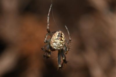 <i>Zilla diodia</i>