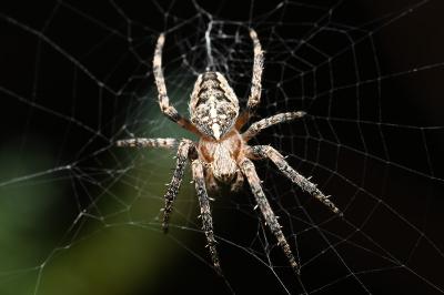 <i>Araneus diadematus</i>