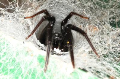 <i>Segestria florentina</i>