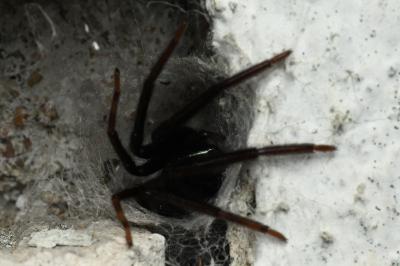 <i>Segestria florentina</i>
