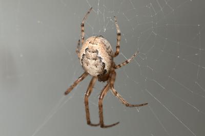 <i>Zygiella x-notata</i>
