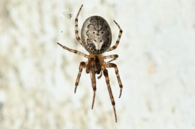 <i>Zygiella x-notata</i>