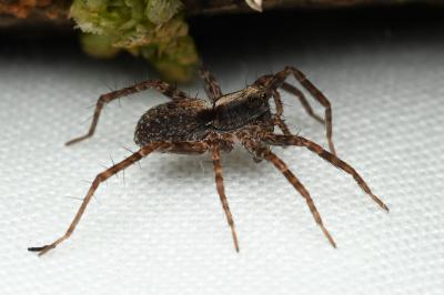 <i>Pardosa</i>