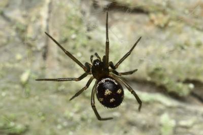 <i>Steatoda grossa</i>