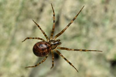 <i>Labulla thoracica</i>
