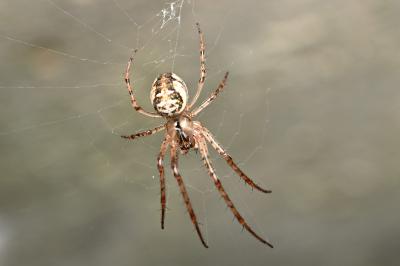 <i>Metellina</i>