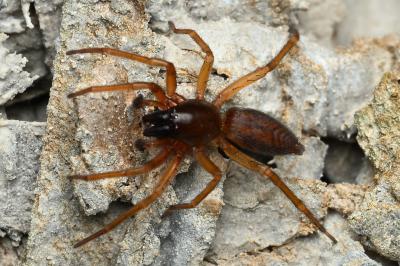 <i>Clubiona</i>