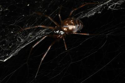 <i>Lepthyphantes minutus</i>