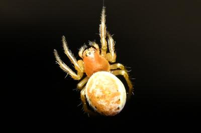 <i>Araniella</i>