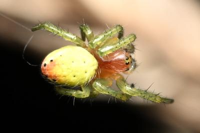 <i>Araniella</i>