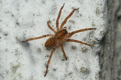 <i>Zoropsis spinimana</i>