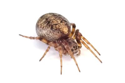 <i>Cercidia prominens</i>
