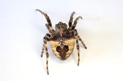 <i>Gibbaranea bituberculata</i>
