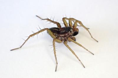 <i>Pardosa nigriceps</i>