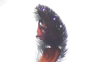 <i>Pardosa nigriceps</i>