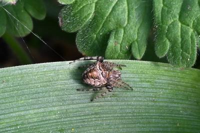 <i>Gibbaranea bituberculata</i>
