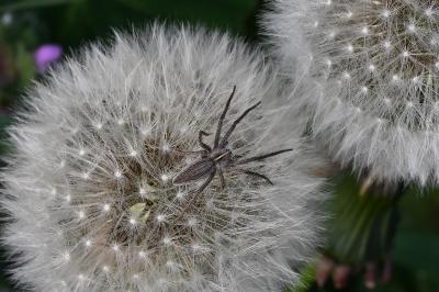 <i>Pisaura mirabilis</i>