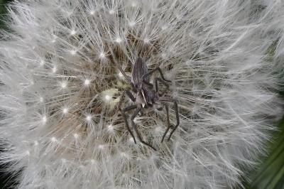 <i>Pisaura mirabilis</i>