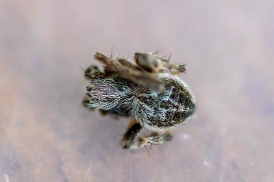 <i>Agalenatea redii</i>