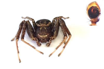 <i>Xysticus acerbus</i>