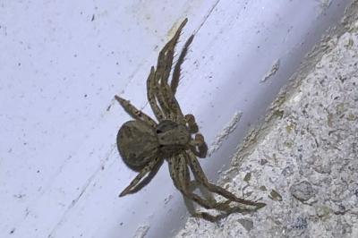 <i>Xysticus</i>