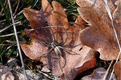 <i>Pisaura mirabilis</i>
