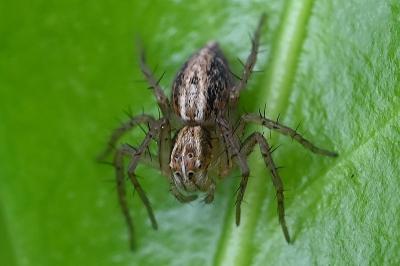 <i>Oxyopes</i>