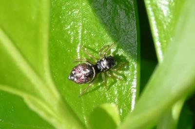 <i>Heliophanus cupreus</i>