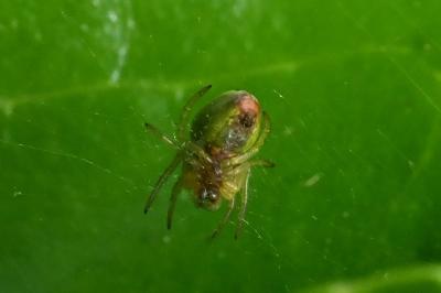 <i>Araniella</i>