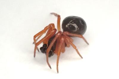 <i>Crustulina sticta</i>
